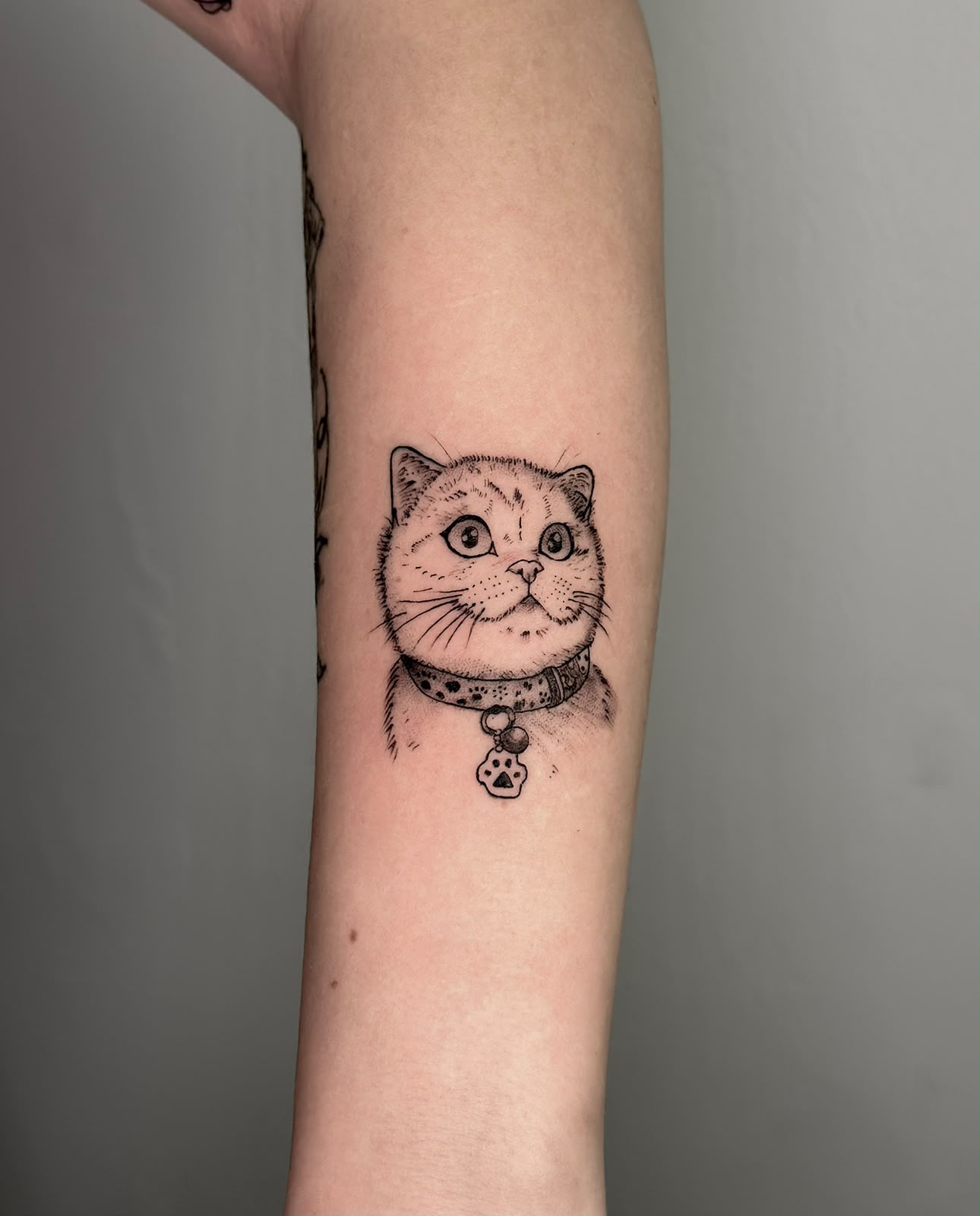 Çizgisel Kedi Portresi